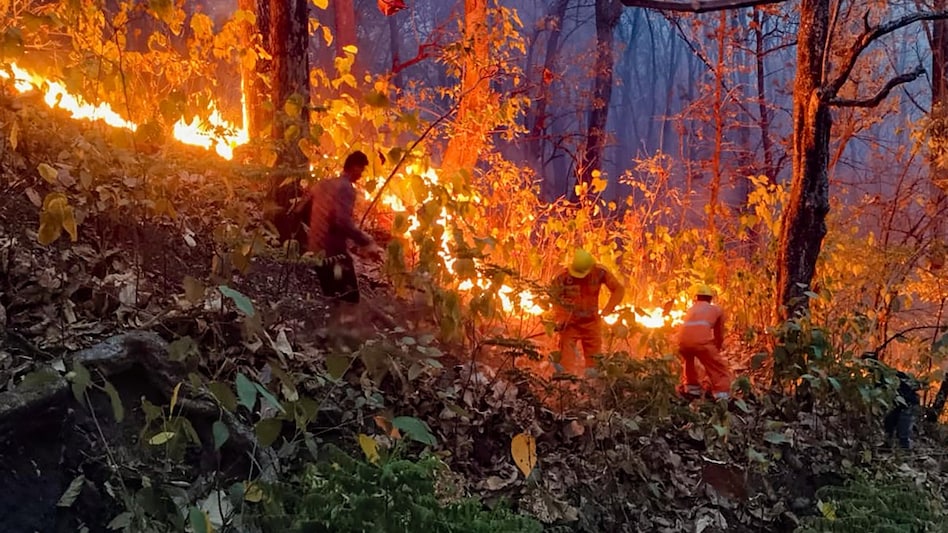 ✍️✍️जंगल में आग लगाने पर ग्रामीण के खिलाफ पंचेश्वर  कोतवाली में मुकदमा हुआ दर्ज👉🔥🔥