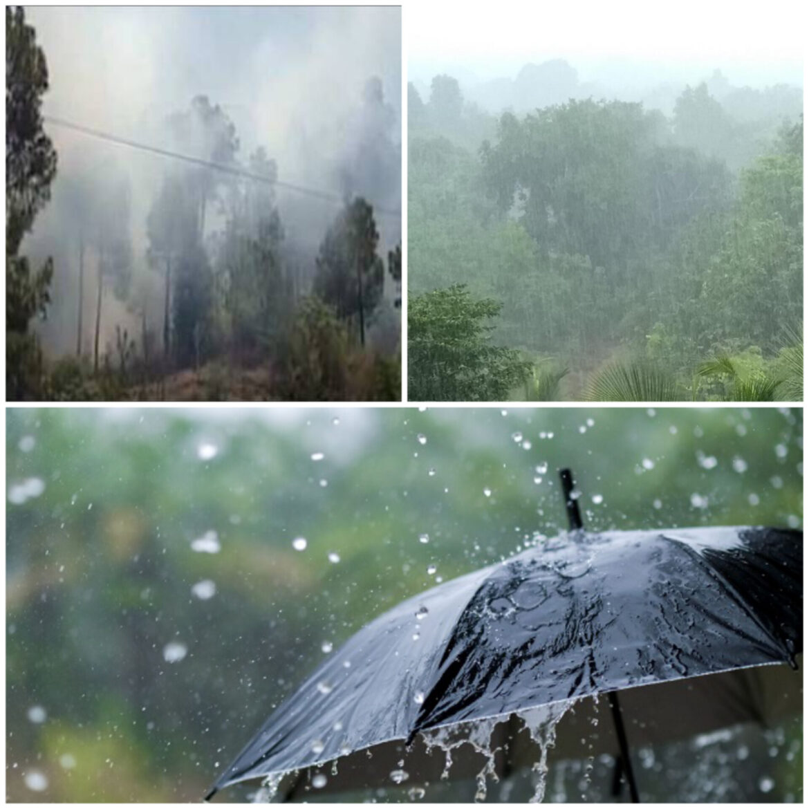 ✍️✍️मूसलाधार बारिश से जंगलों की आग हुई शांत👉🌧️🔥