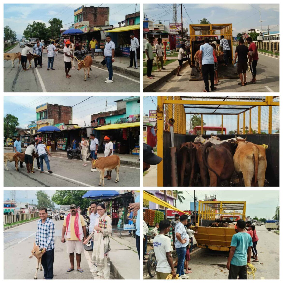 ✍️नगर पंचायत बनबसा व पशु चिकित्सालय बनबसा के द्वारा संयुक्त रूप से आवारा जानवरों को पड़कर पहुंचाया गौशाला,👉