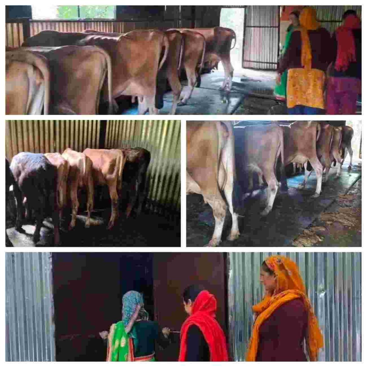 ✍️निलोटी की महिलाओं ने डेयरी उद्यम से लिखी आत्मनिर्भरता की नई कहानी👉
